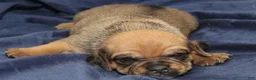 Puggle dogs for sale: Chewy - Ad 73