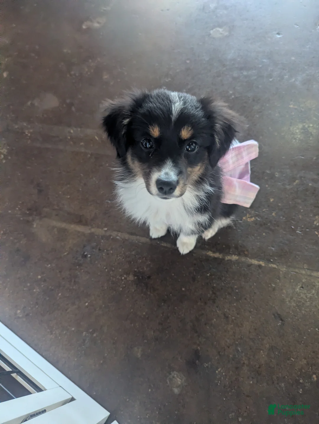 Miniature Australian Shepherd dogs for sale: Miniature Australian Shepherd Puppy 4 - Ad 1
