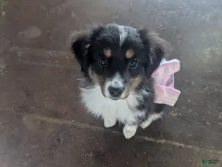 Miniature Australian Shepherd dogs Miniature Australian Shepherd Puppy 4 - Ad 3