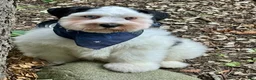 Schnauzer dogs for sale: Bandit - Ad 4