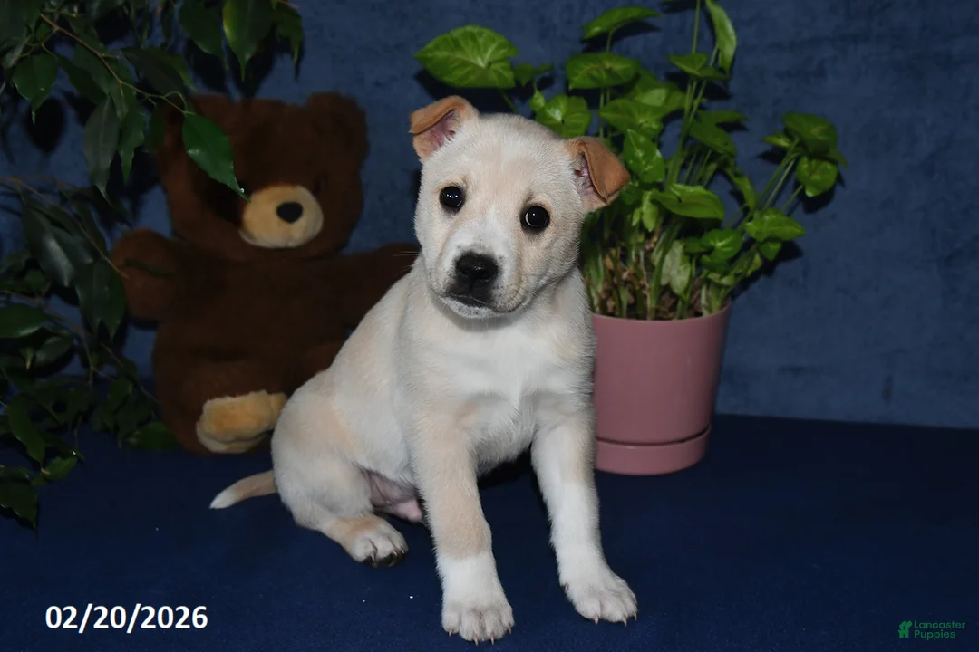 Mixed Breed dogs for sale: Bowser - Ad 1