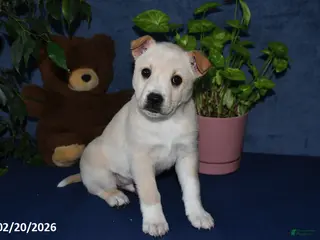 Mixed Breed dogs for sale: Bowser - Ad 3