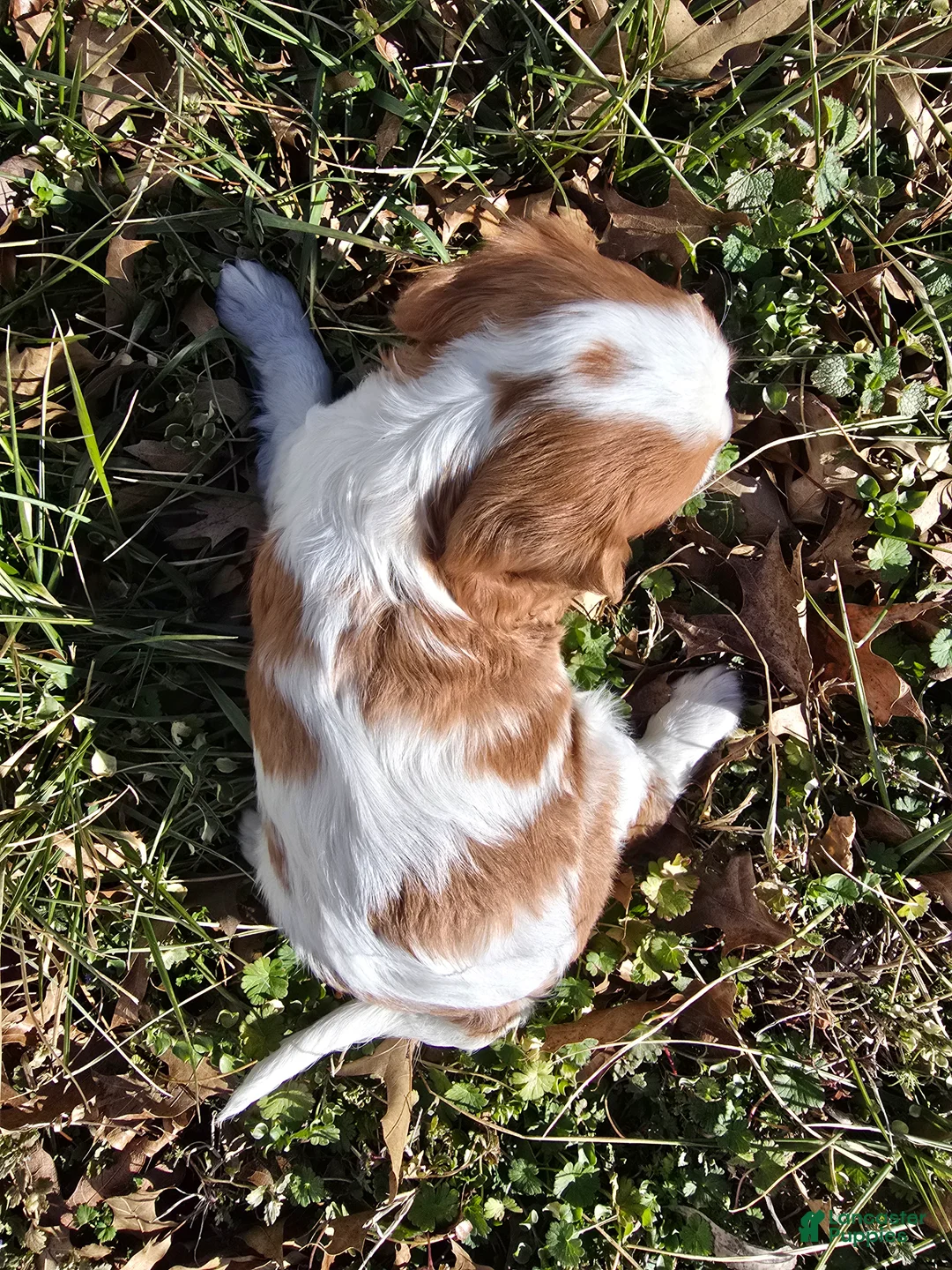 Cavalier King Charles Spaniel dogs for sale: Dakota - Ad 18