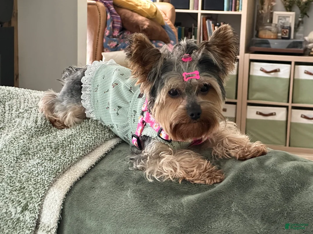 Yorkshire Terrier dogs for sale: Snickers - Ad 19