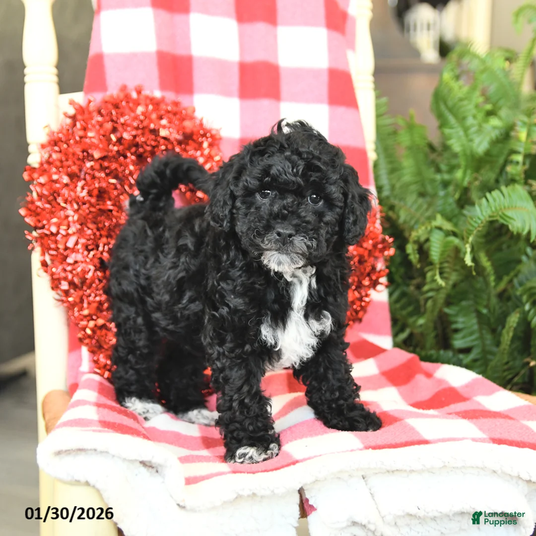 Havapoo dogs for sale: Petunia - Ad 5