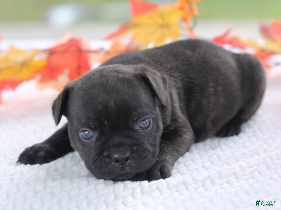 Jack Russell Pug X French Bulldog For Sale French Bulldog Litter
