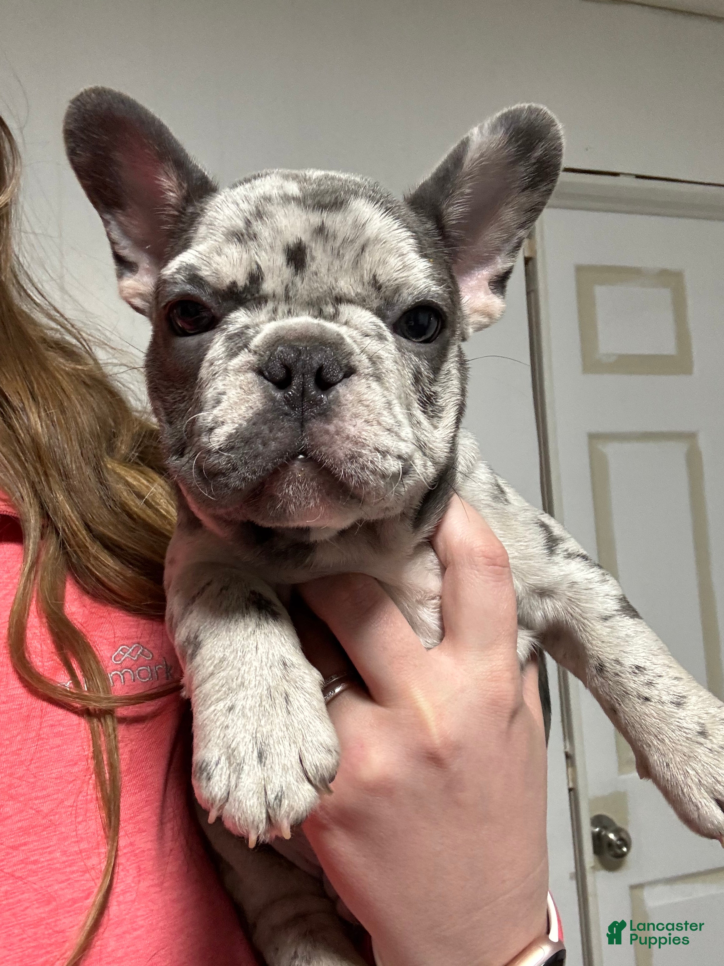 French Bulldog dogs Squints - Ad 2