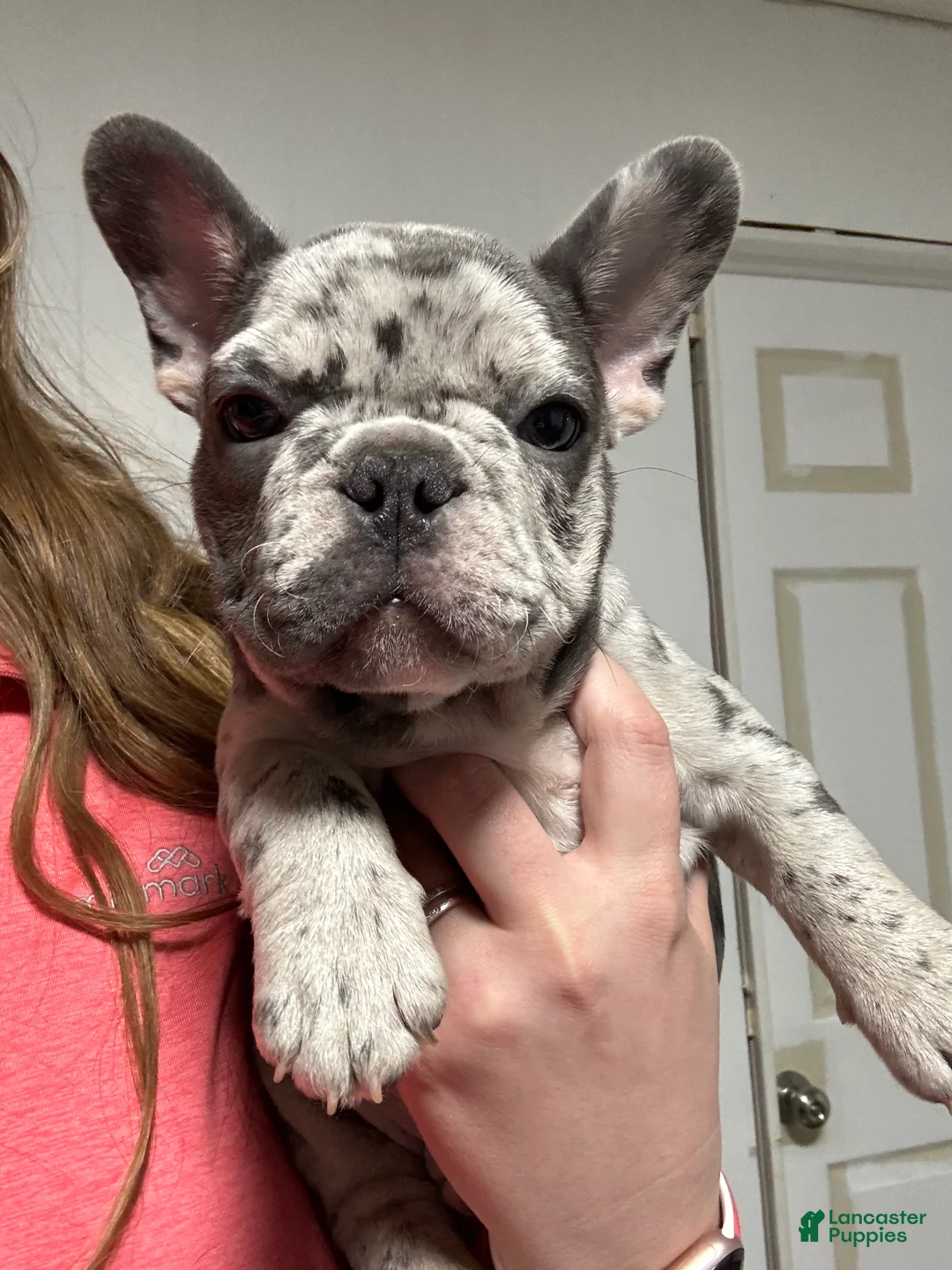 French Bulldog dogs for sale: Squints - Ad 2
