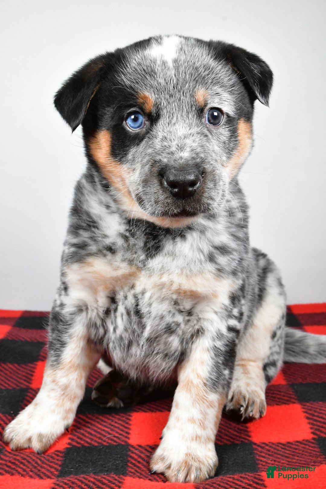 Australian Cattle Dog dogs for sale: Sammy - Ad 4