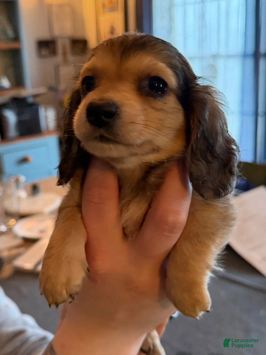 Miniature Dachshund dogs for sale: CReam  - Ad 38