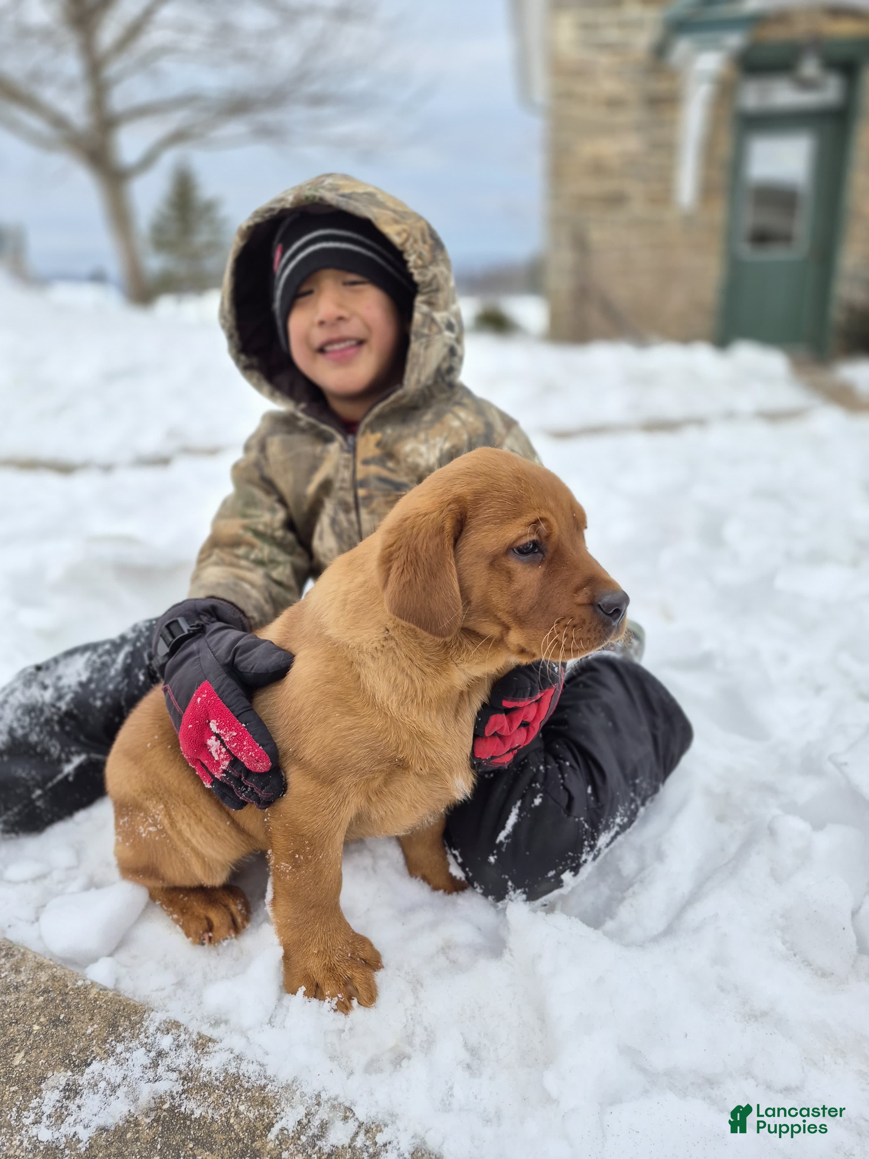 Labrador Retriever dogs Rosie - Ad 2