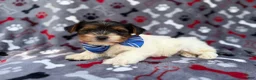 Yorkiepoo dogs for sale: Tuck - Ad 6