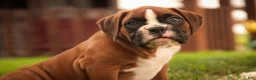 Boxer dogs for sale: Luna - Ad 9