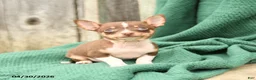Chihuahua dogs for sale: Pepper - Ad 1