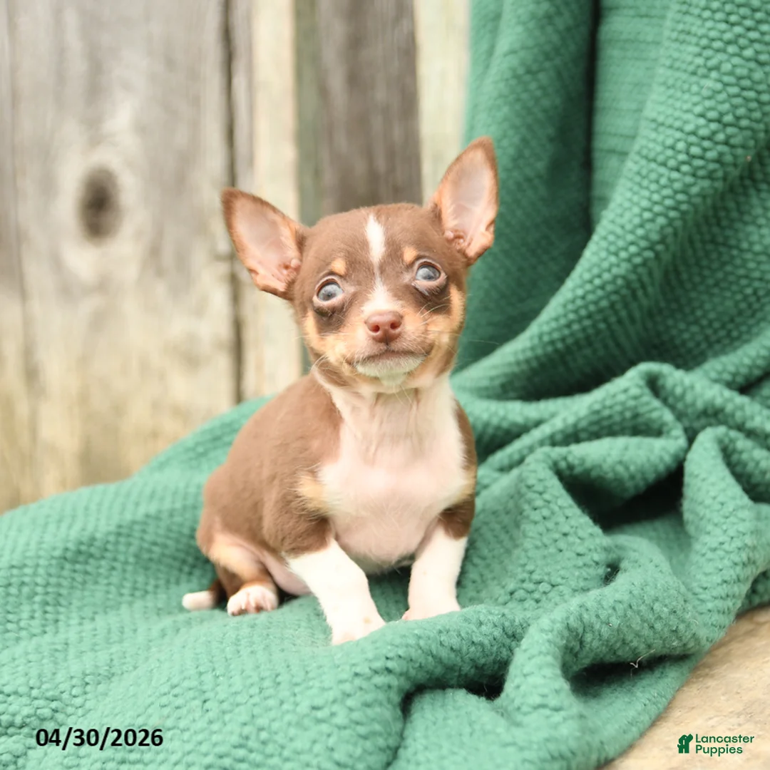 Chihuahua dogs for sale: Pepper - Ad 1
