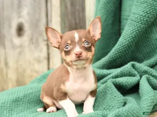 Chihuahua dogs for sale: Pepper - Ad 3