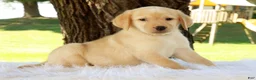 Labrador Retriever dogs for sale: Lacey - Ad 4
