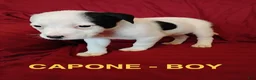 Mixed Breed dogs for sale: Capone  - Ad 1