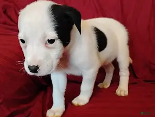 Mixed Breed dogs Capone - Ad 11