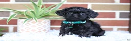 Cavapoo dogs for sale: Button - Ad 5