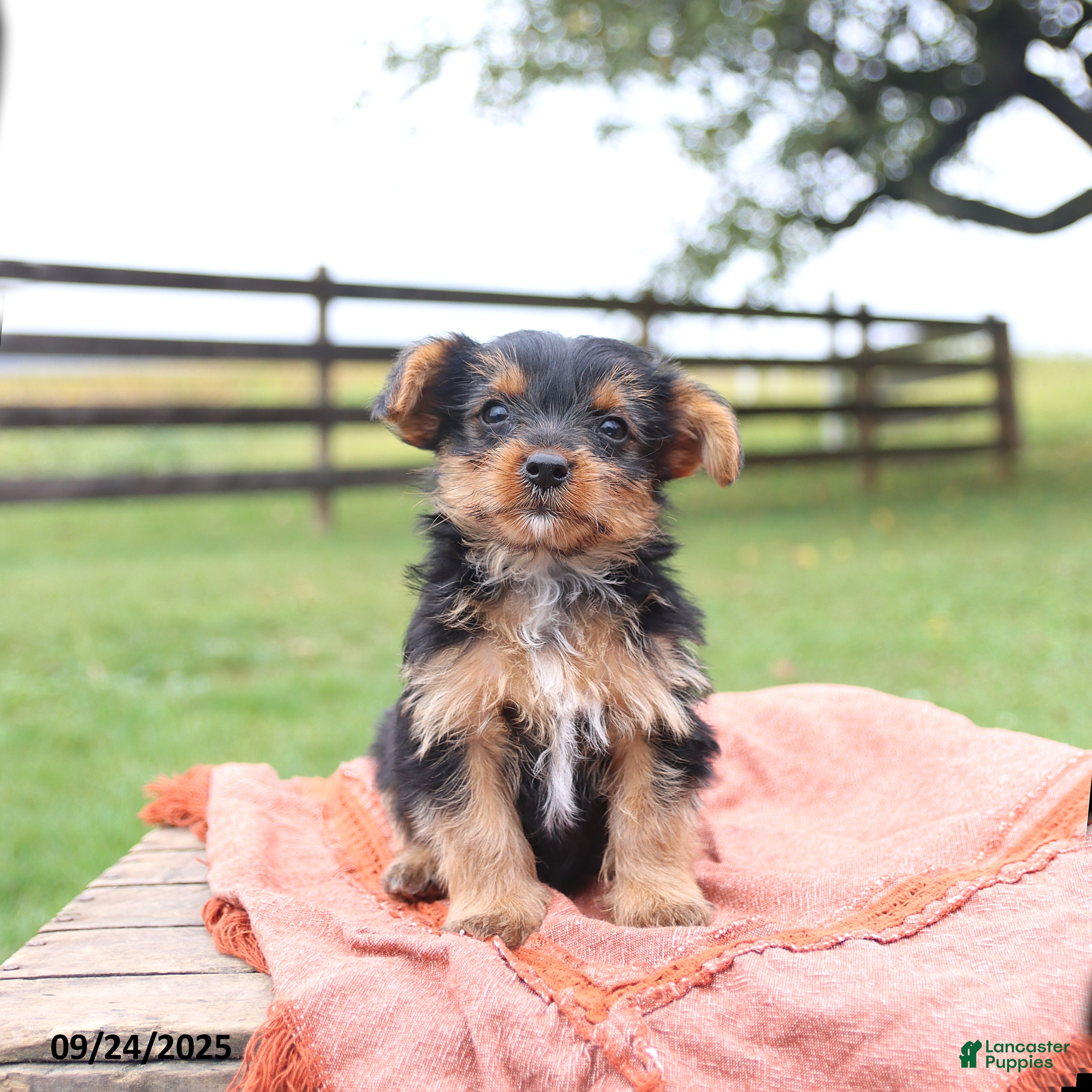 Yorkshire Terrier dogs Elliot - Ad 6
