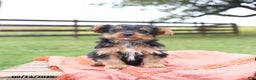 Yorkshire Terrier dogs for sale: Elliot - Ad 1