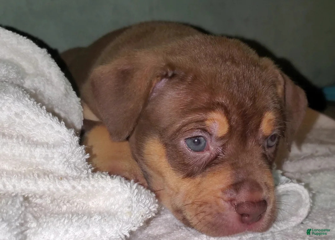 American Bully dogs for sale: PINK - Ad 2