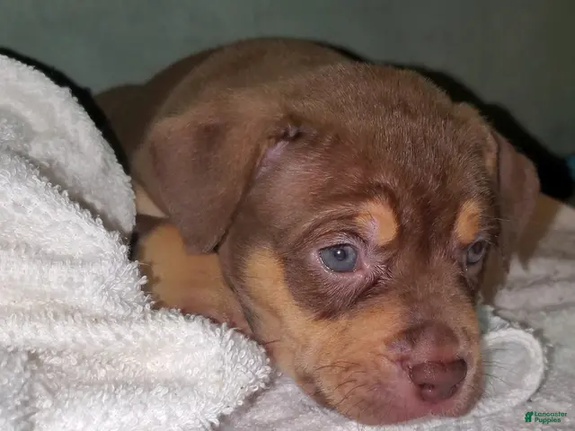 American Bully dogs for sale: PINK - Ad 2