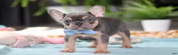 French Bulldog dogs for sale: Oliver - Ad 2