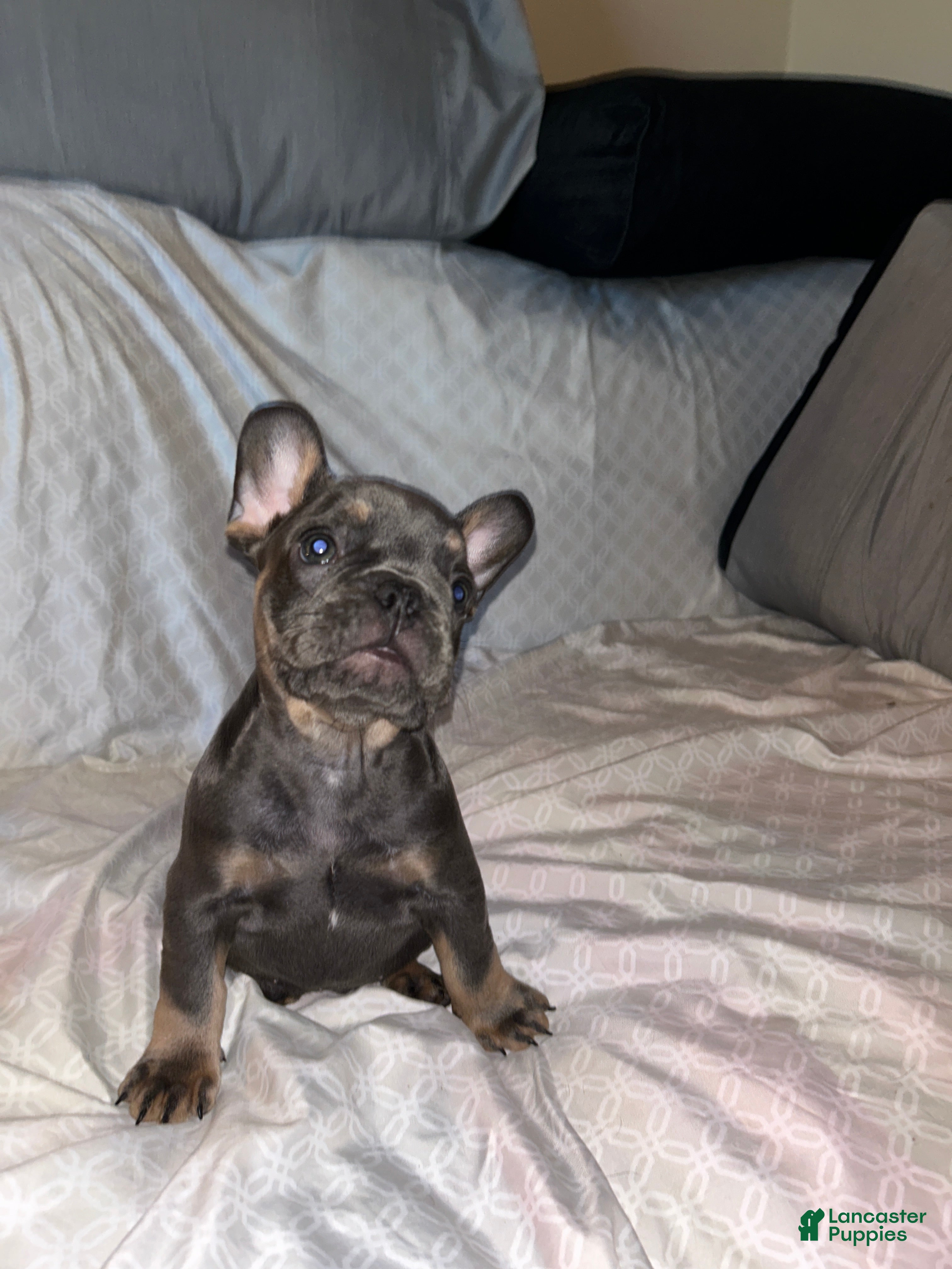 French Bulldog dogs French Bulldog Puppy 5 - Ad 36