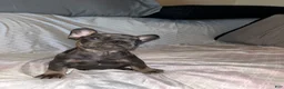 French Bulldog dogs for sale: French Bulldog Puppy 5 - Ad 5