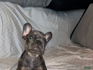 French Bulldog dogs French Bulldog Puppy 5 - Ad 36