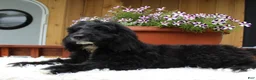 Bernedoodle dogs for sale: Mason - Ad 2