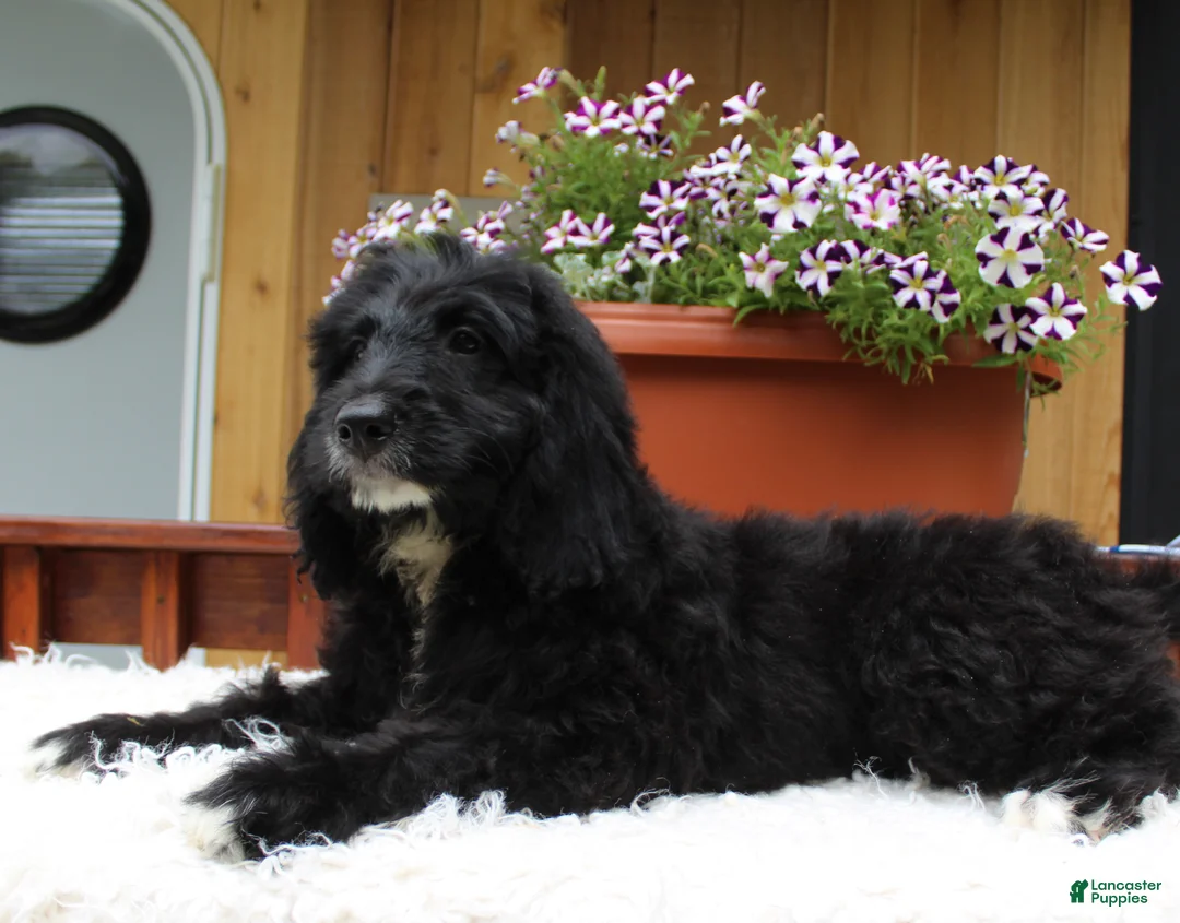 Bernedoodle dogs for sale: Mason - Ad 2