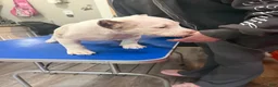 American Bully dogs for sale: Blanca - Ad 5