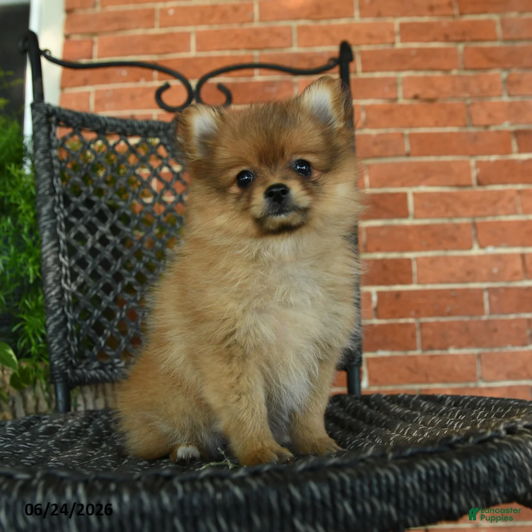 Pomeranian dogs for sale: Sweetheart - Ad 1