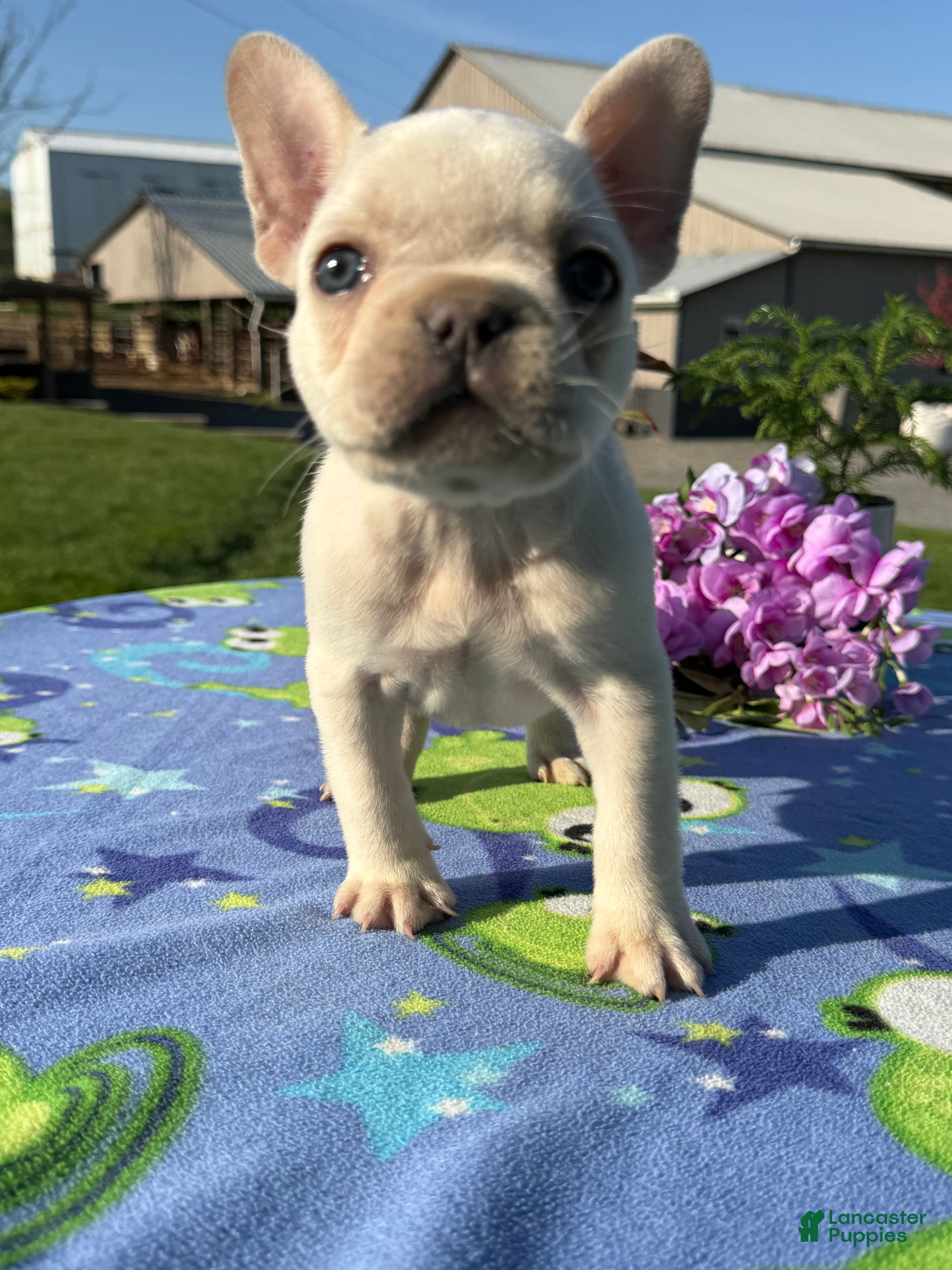 French Bulldog dogs Freddy - Ad 1