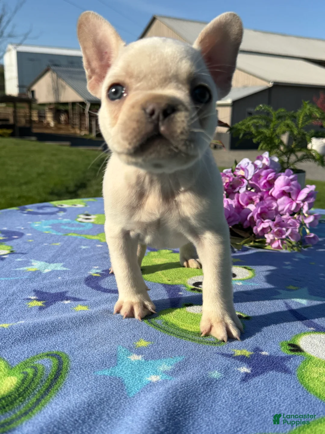 French Bulldog dogs for sale: Freddy - Ad 1