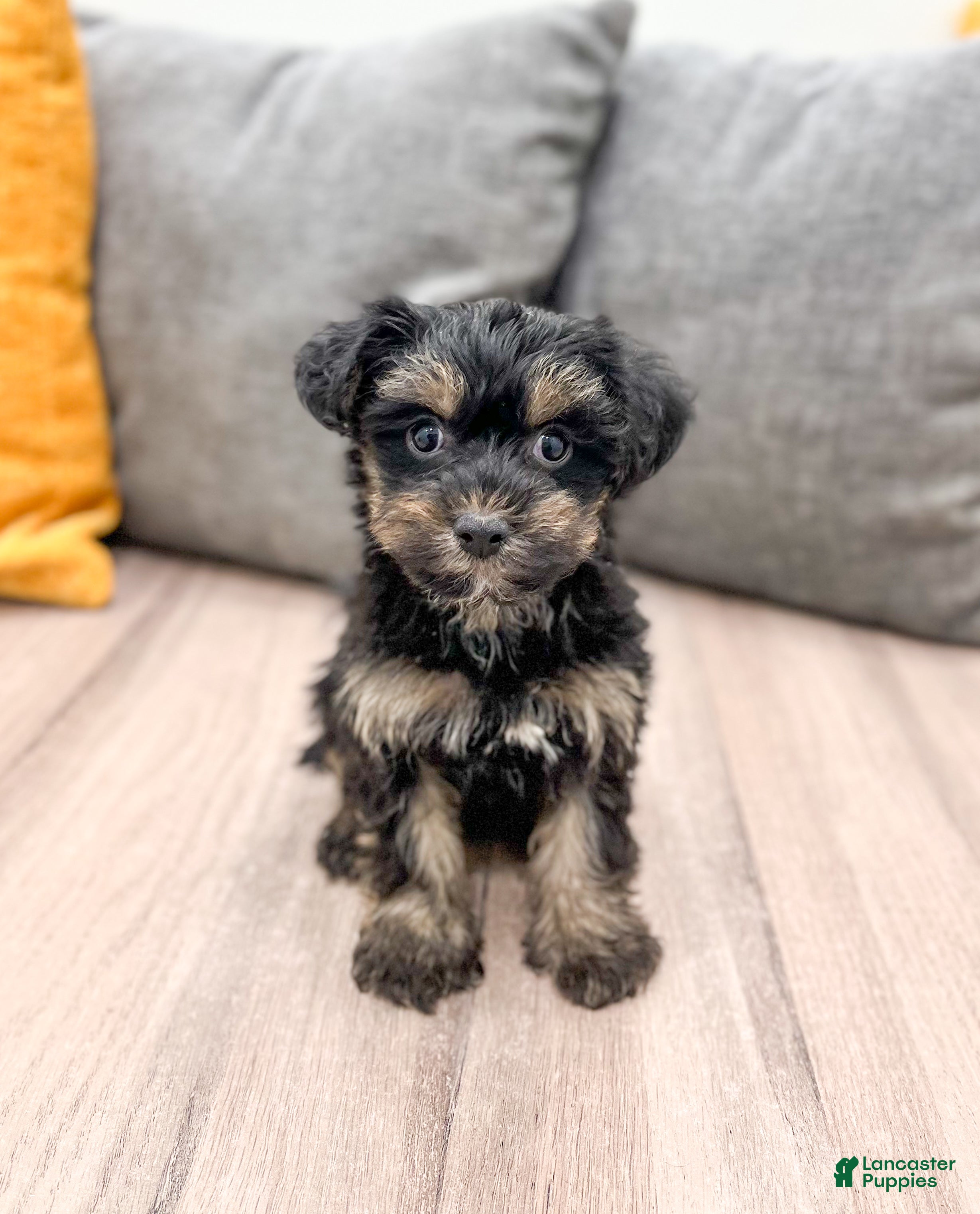 Yorkiepoo dogs Riley - Ad 26