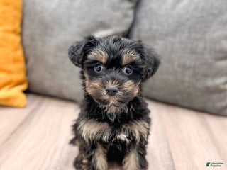 Yorkiepoo dogs Riley - Ad 22