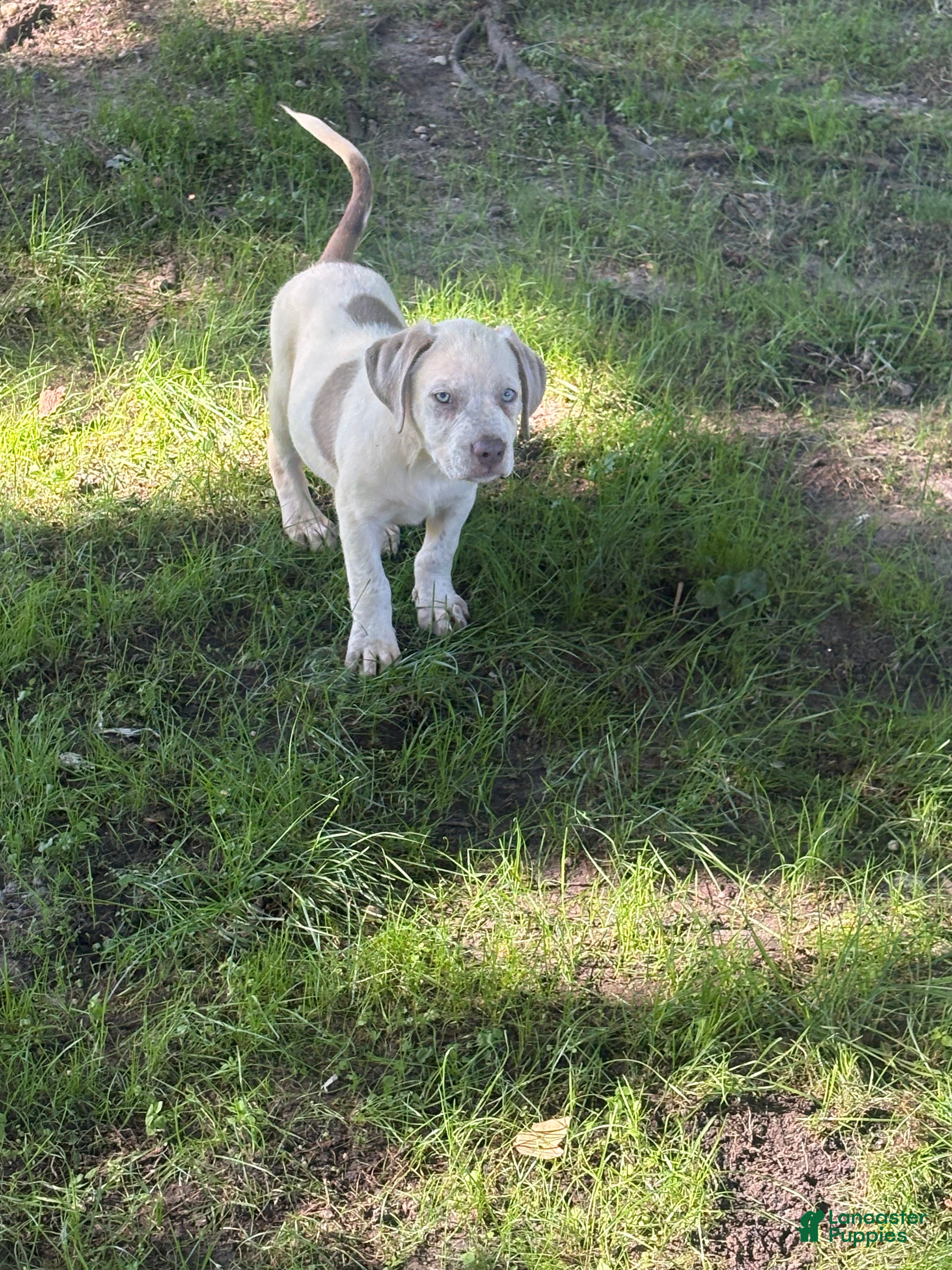 American Bully dogs Casper - Ad 2