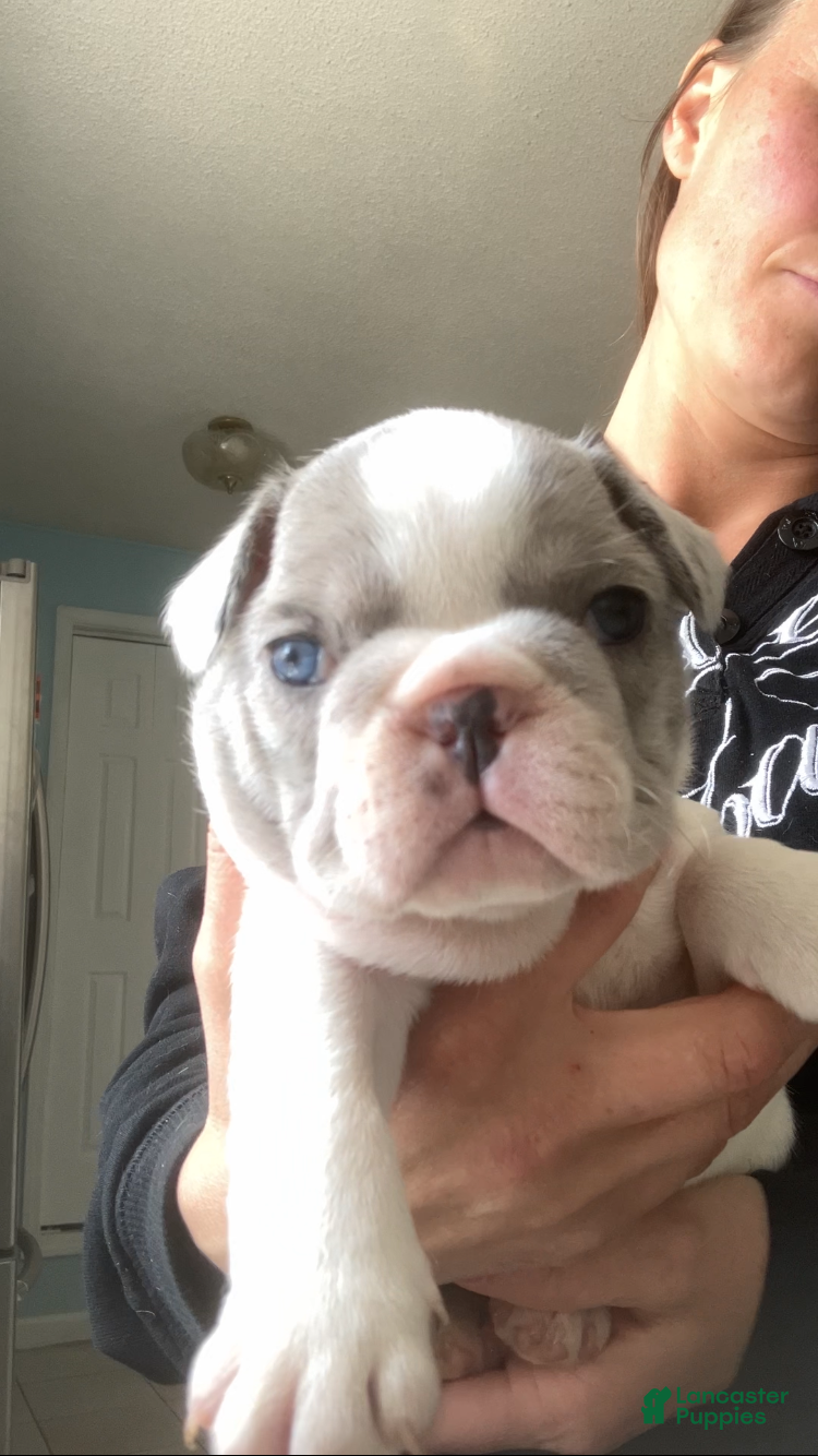 French Bulldog dogs Blue Merle Pied - Ad 38