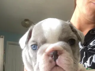 French Bulldog dogs Blue Merle Pied - Ad 38