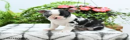 Boston Terrier dogs for sale: Alani - Ad 3