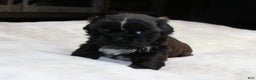 Shih Tzu dogs for sale: Elvis - Ad 5