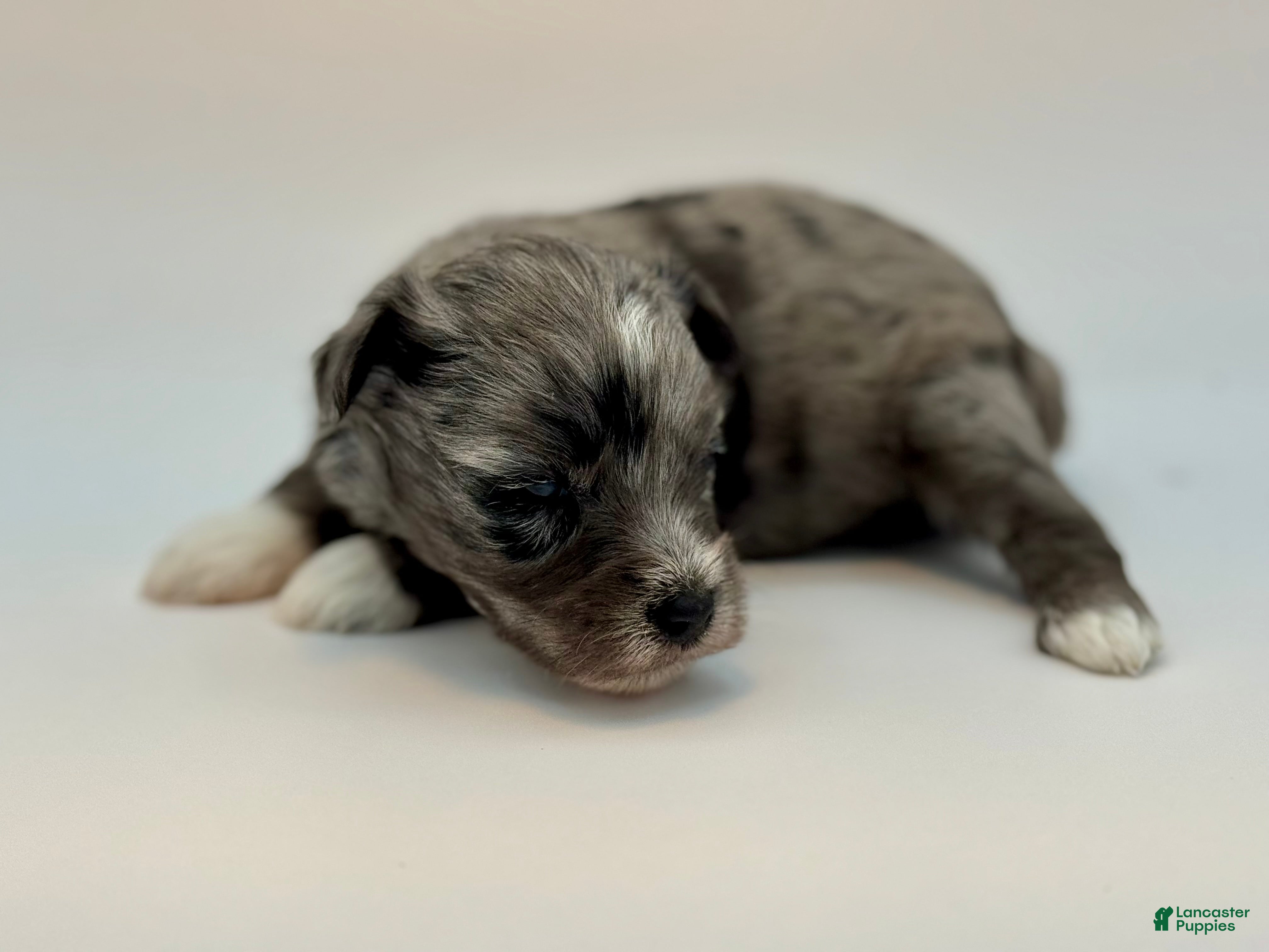 Miniature Schnauzer dogs Peep - Ad 1