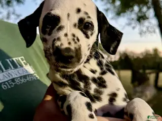 Dalmatian dogs Female 1 - Ad 1