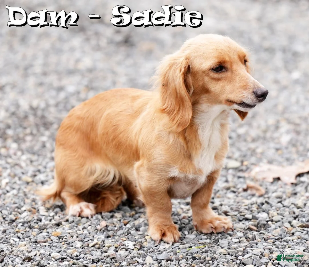Miniature Dachshund dogs for sale: Millie - Ad 10