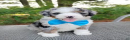 Bernedoodle dogs for sale: Cooper - Ad 3
