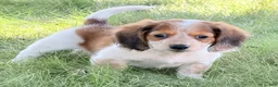 Miniature Dachshund dogs for sale: Tucker - Ad 5